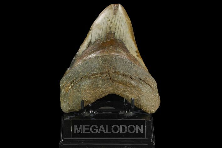 Fossil Megalodon Tooth - North Carolina #124969